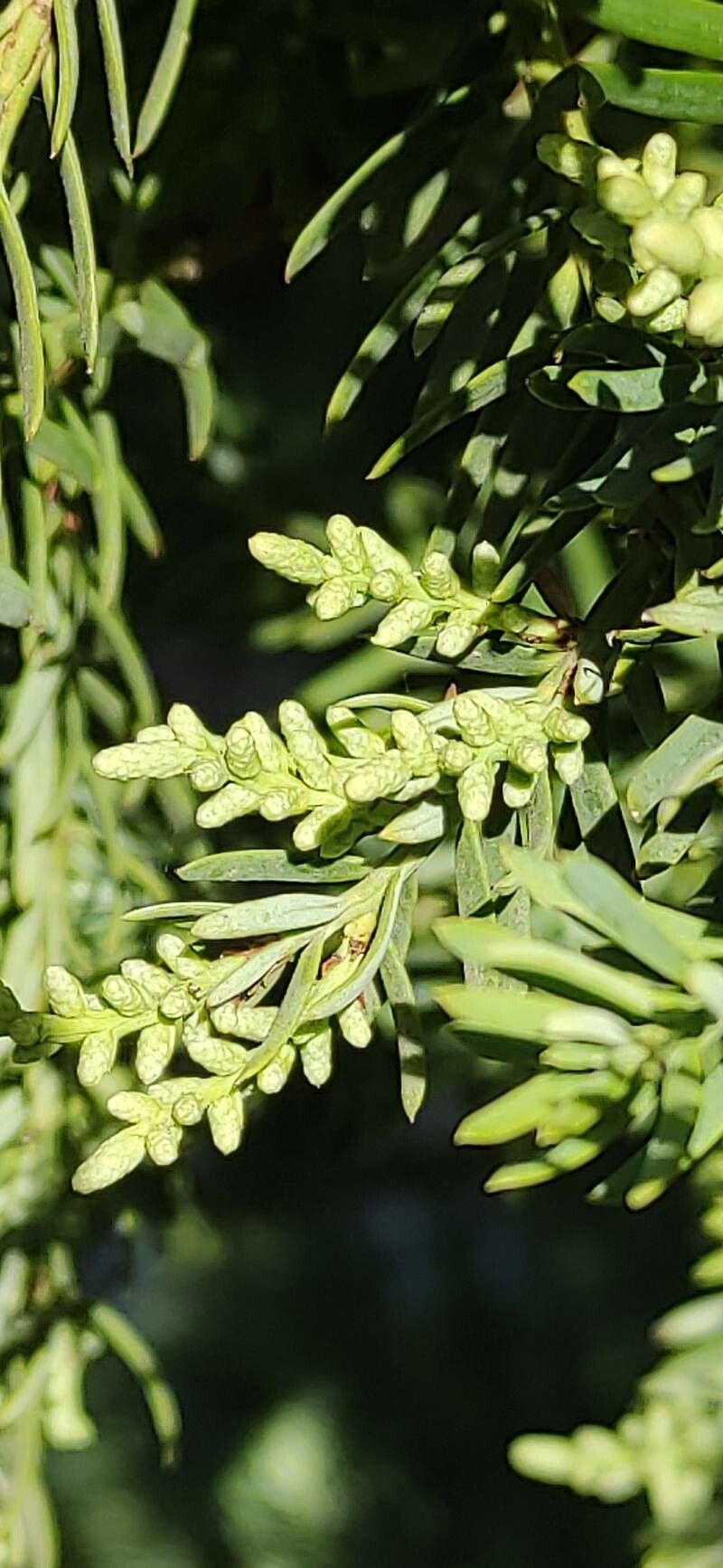 Prumnopitys andina flower