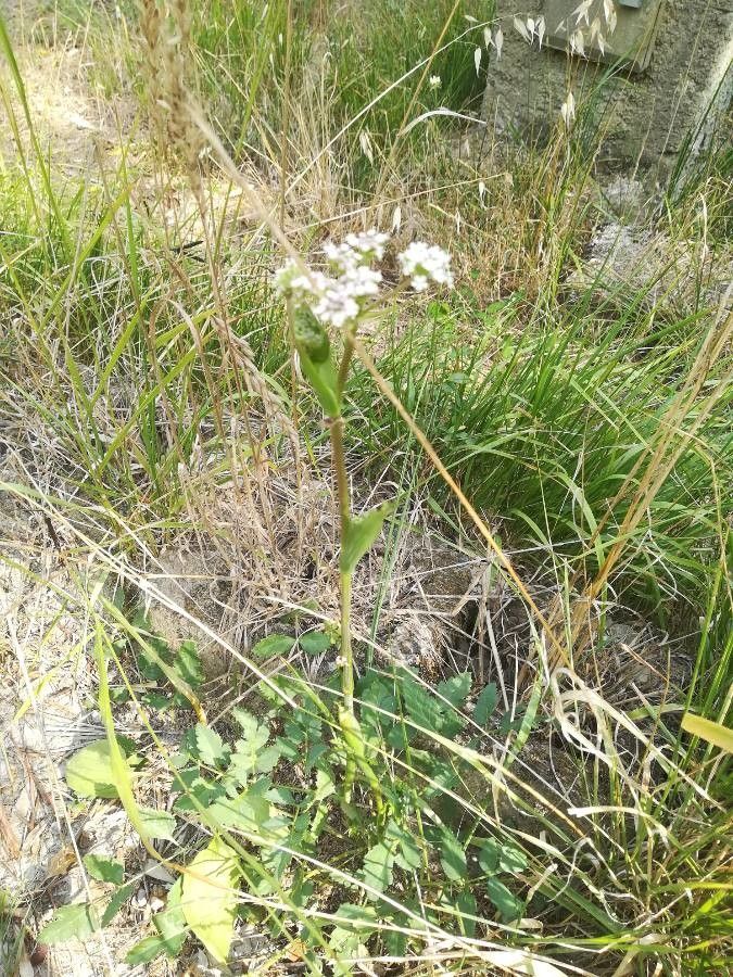 Oenanthe fistulosa leaf