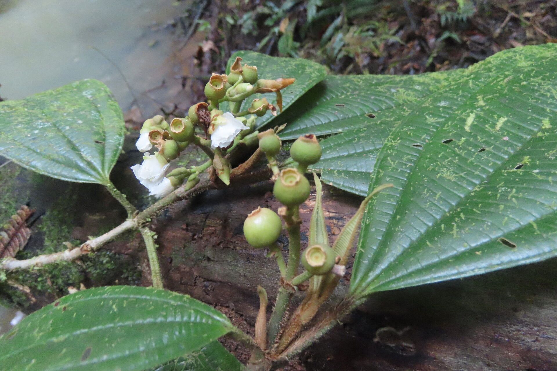 Miconia lasiopoda leaf
