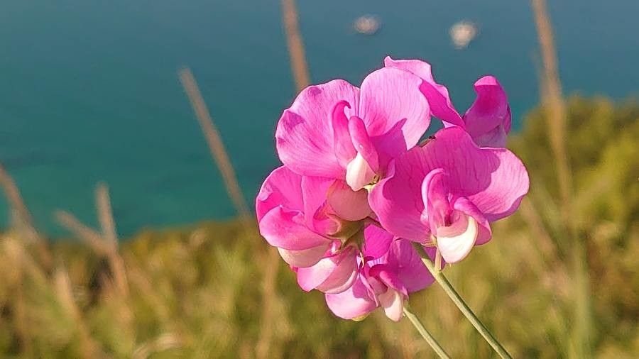 Lathyrus tuberosus flower