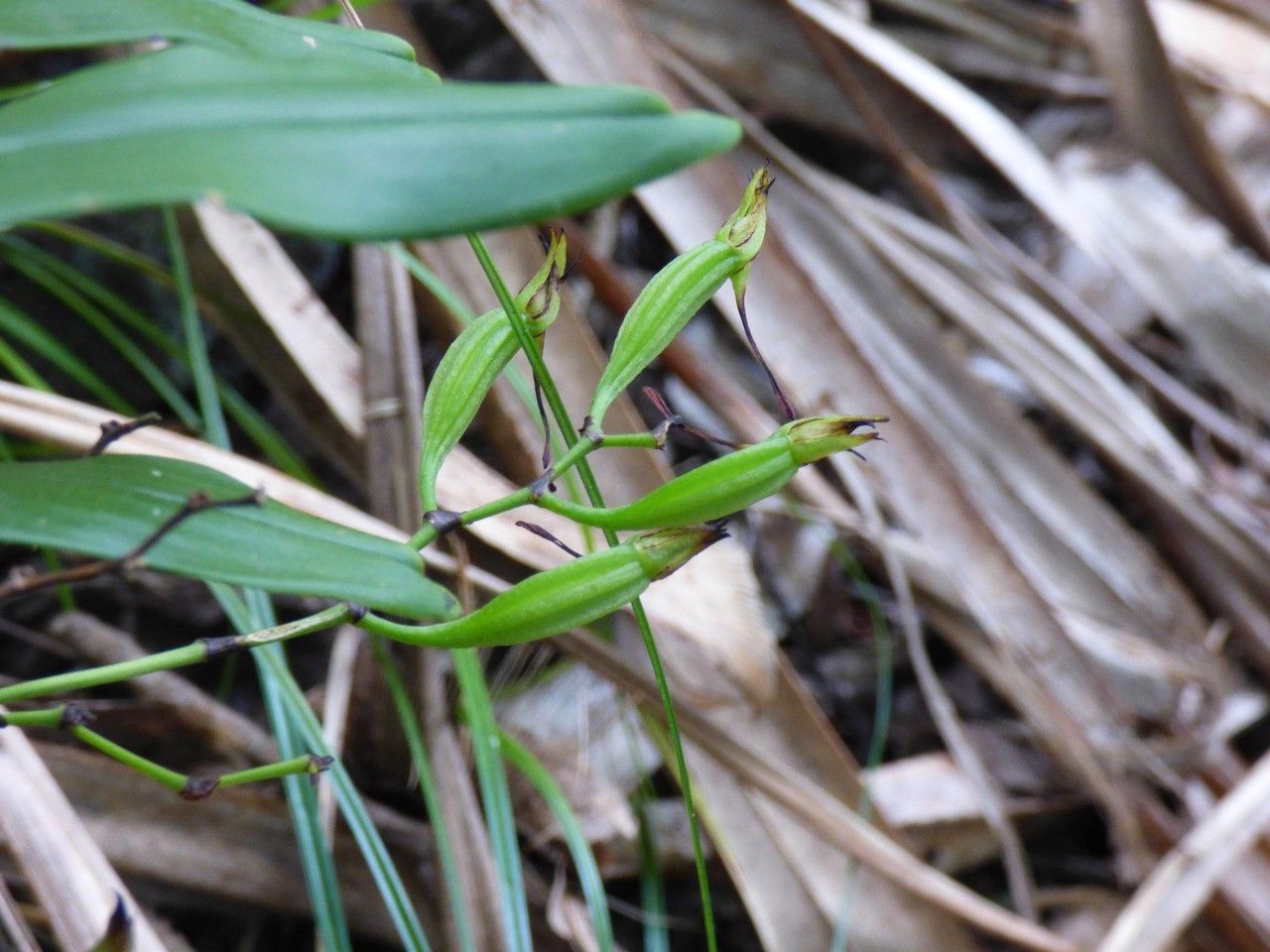 Angraecum calceolus fruit