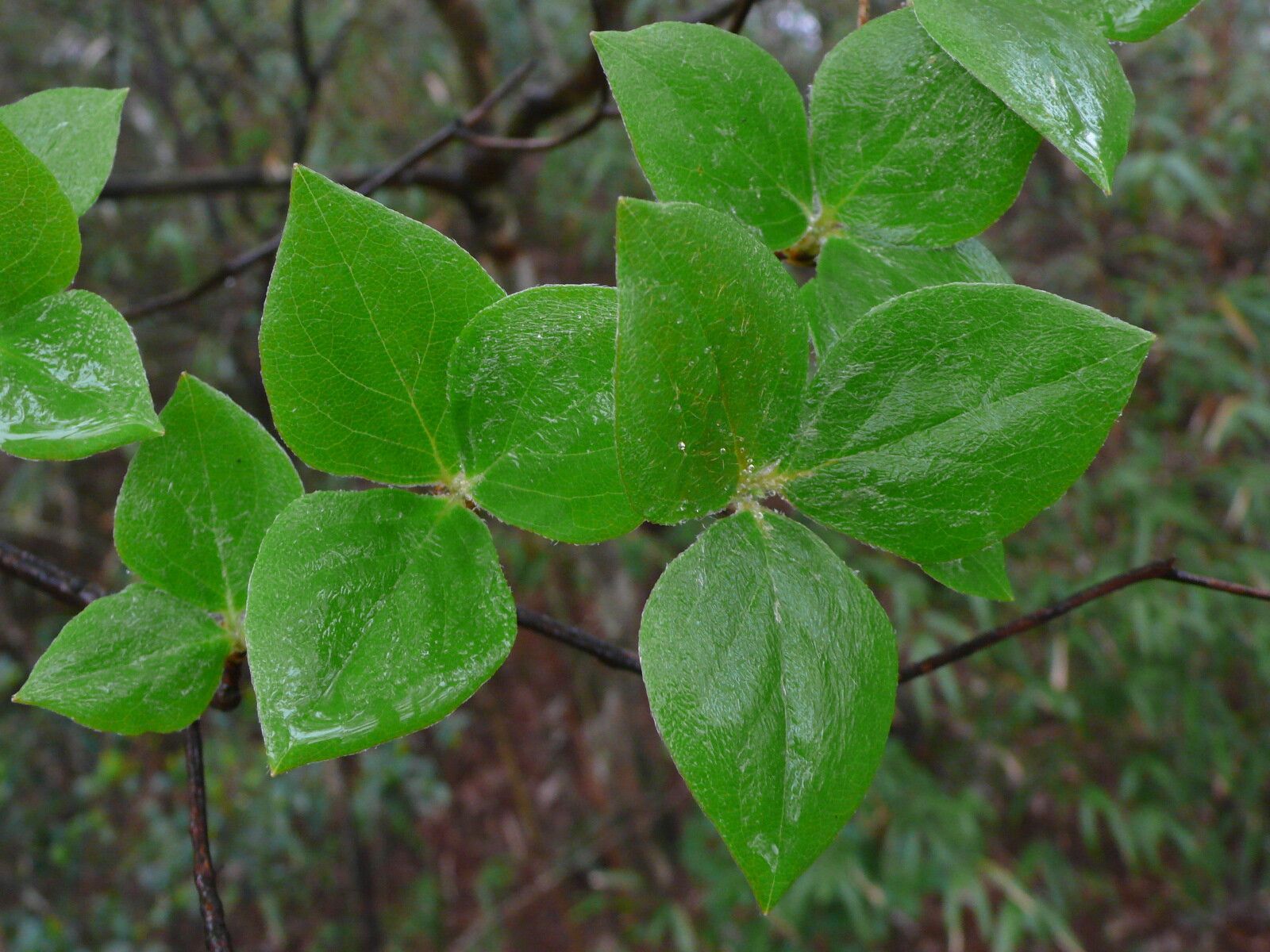 Rhododendron mariesii leaf