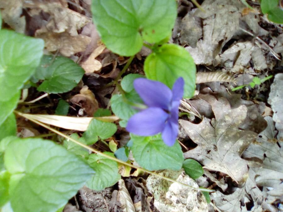Viola pseudomirabilis flower