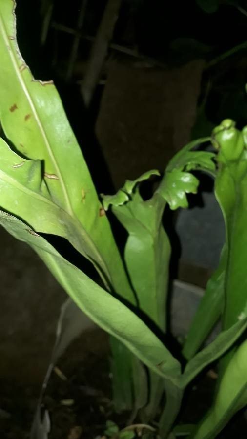 Microsorum punctatum bark