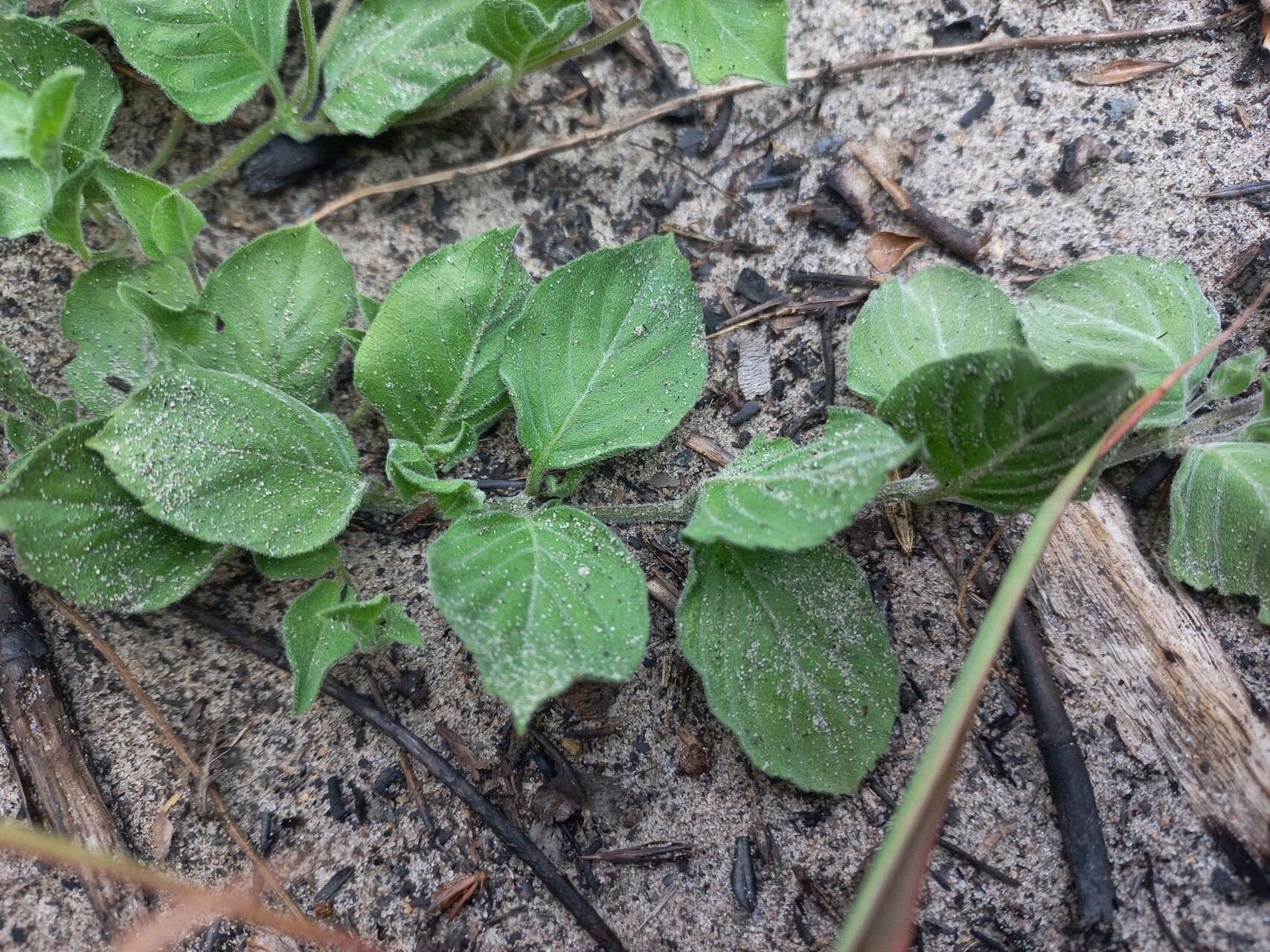 Ocimum decumbens — search result for 'Ocimum'