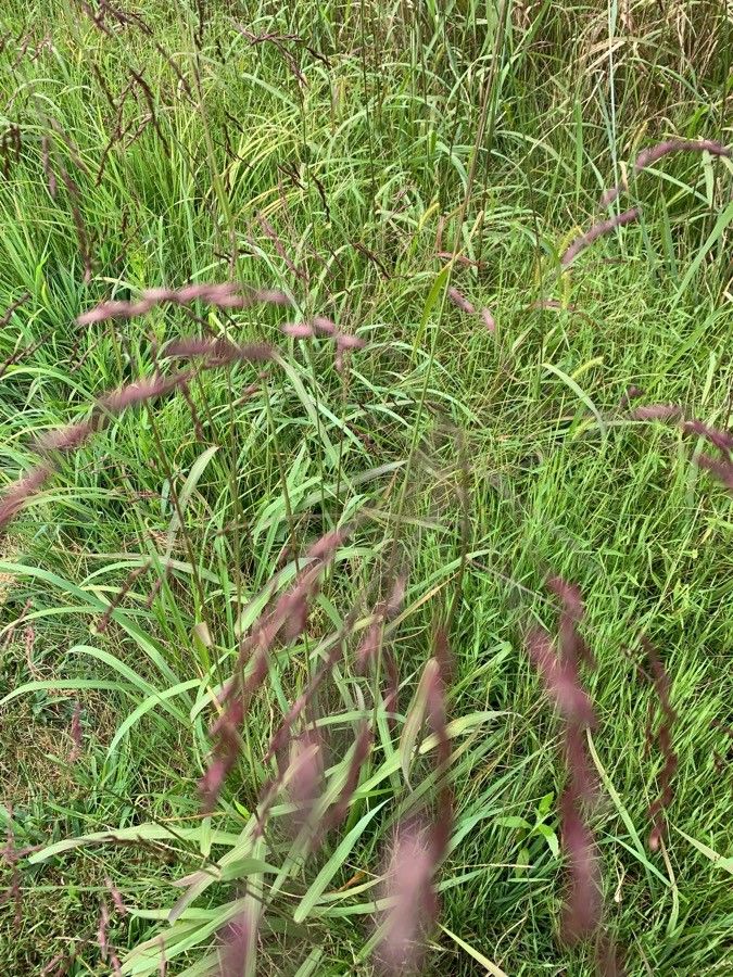 Tridens flavus — search result for 'Woodlands of eastern North America'