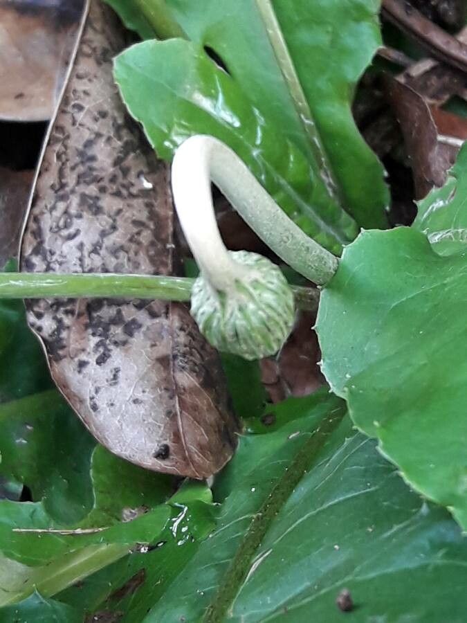 Chaptalia nutans flower