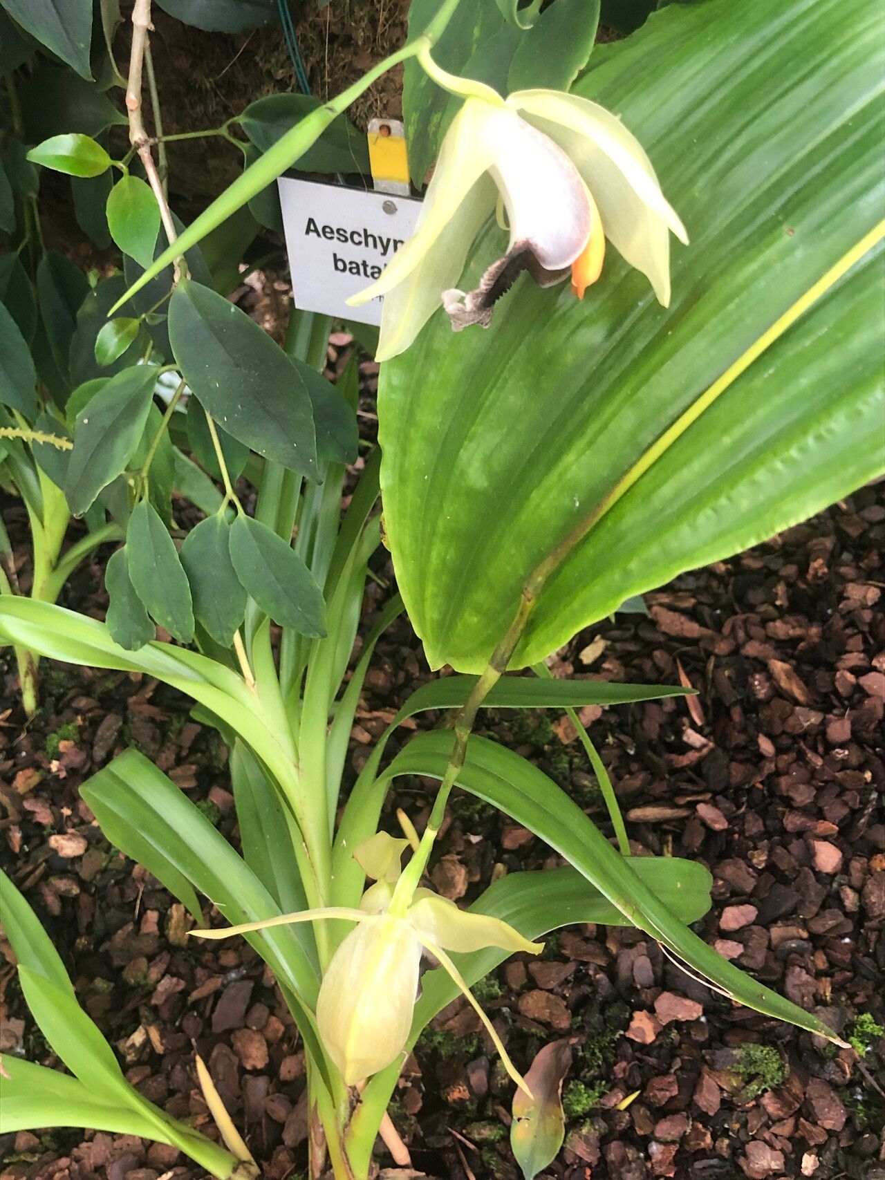 Coelogyne rumphii flower