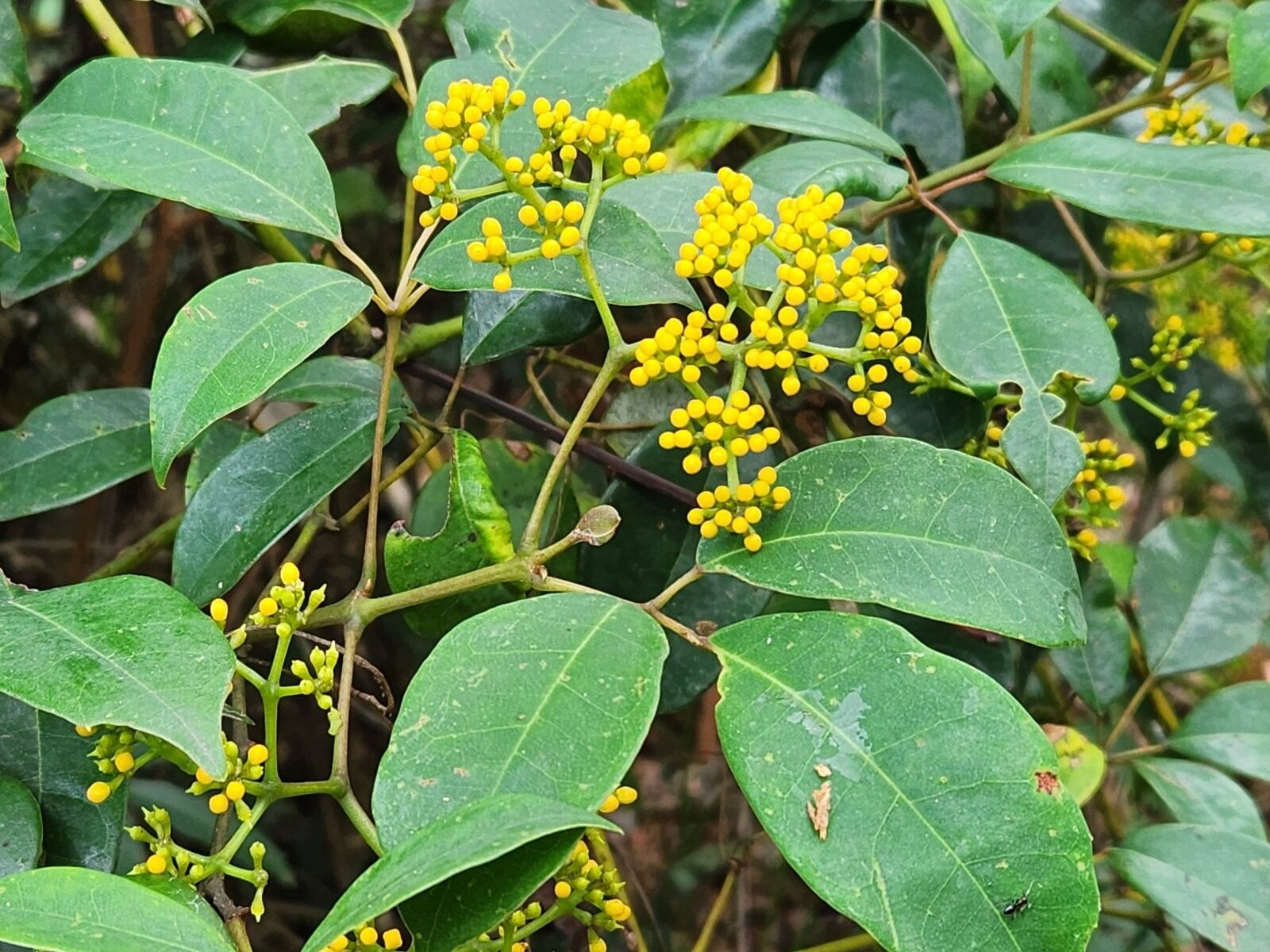 Cissus hypoglauca flower
