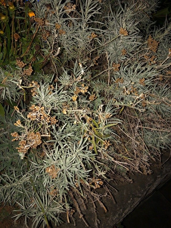 Helichrysum ambiguum leaf