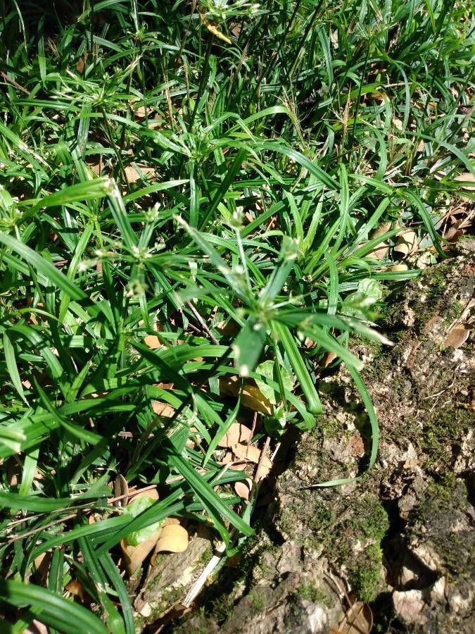 Cyperus laxus leaf