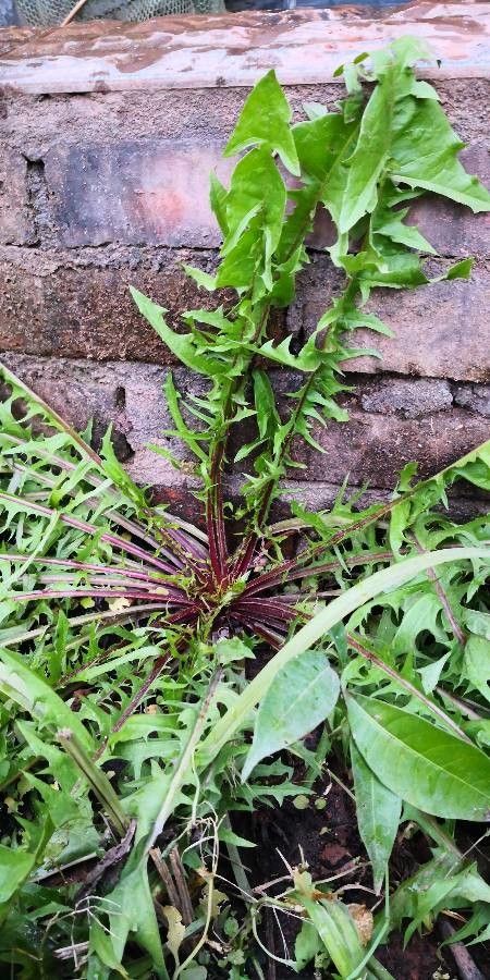 Taraxacum mongolicum leaf