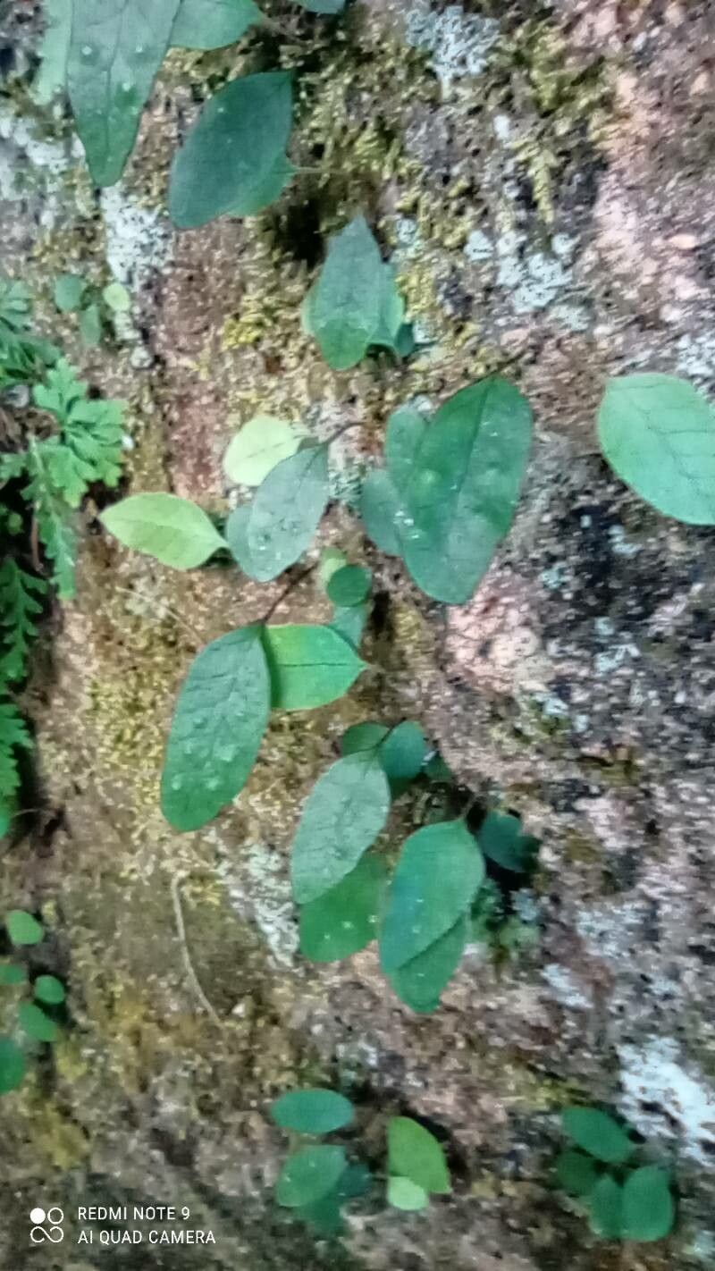 Selliguea hastata — related species from the same genus