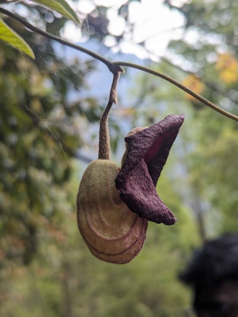 Aristolochia griffithii — search result for 'Aristolochia'