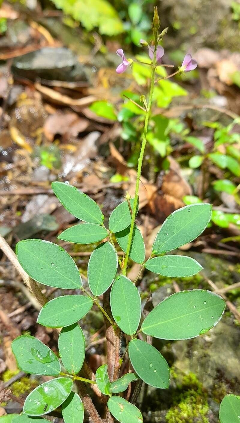 Desmodium ciliare habit