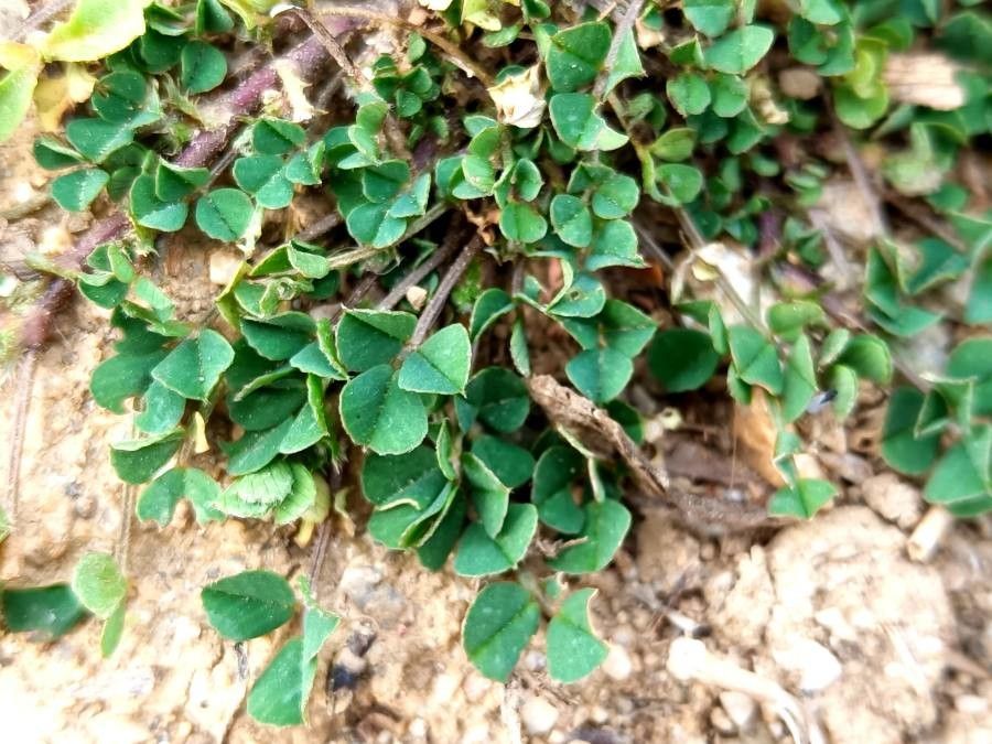 Medicago hybrida — search result for 'Medicago'