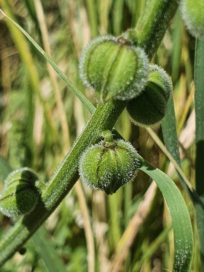 Priva curtisiae fruit