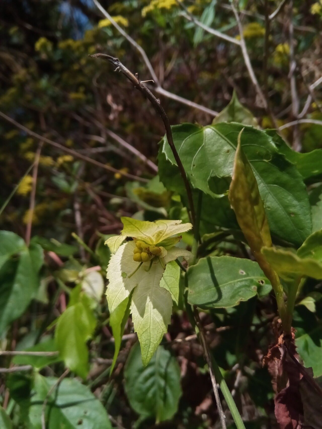 Dalechampia clematidifolia leaf