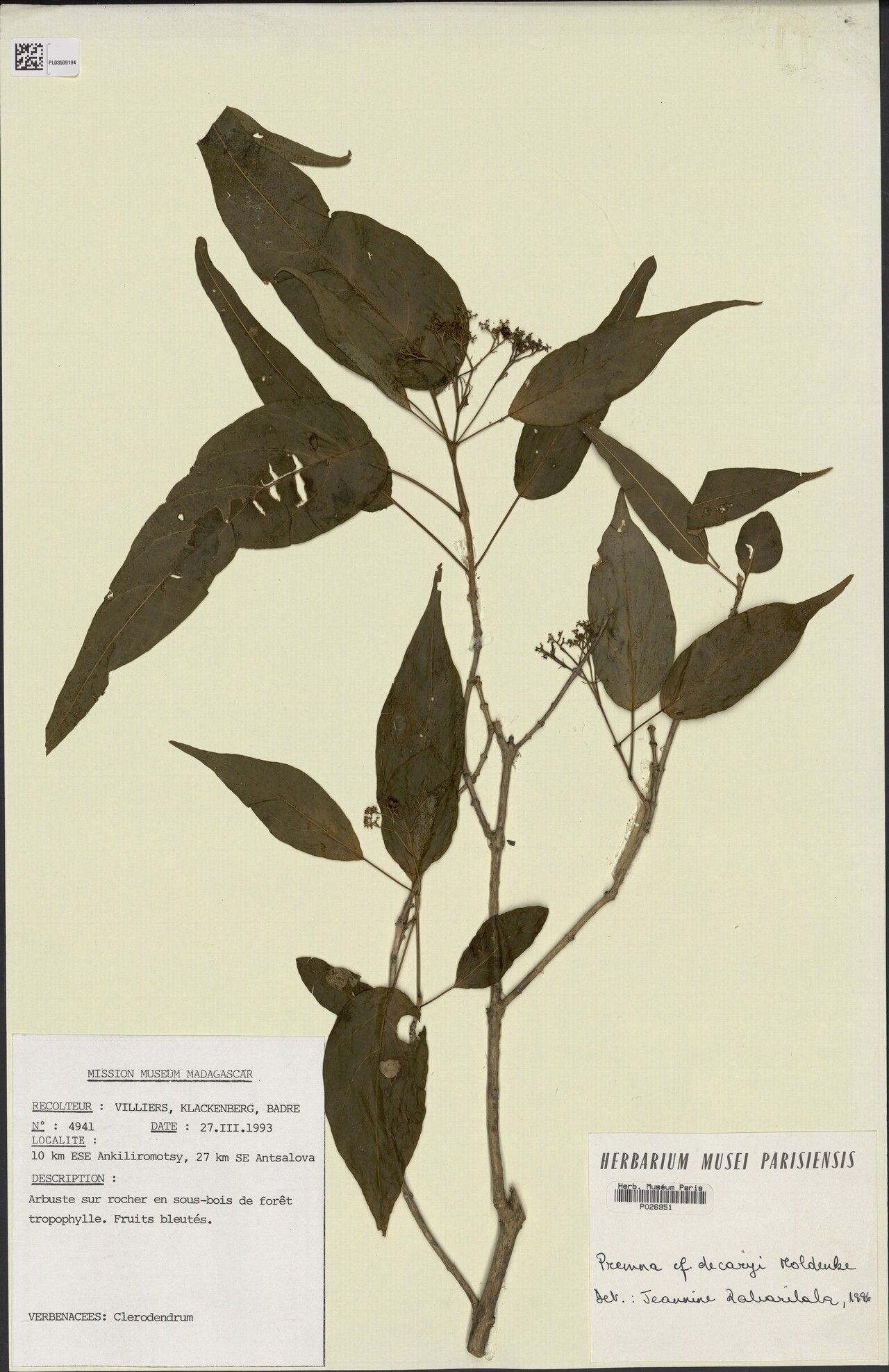 Premna decaryi — houseplant care guide