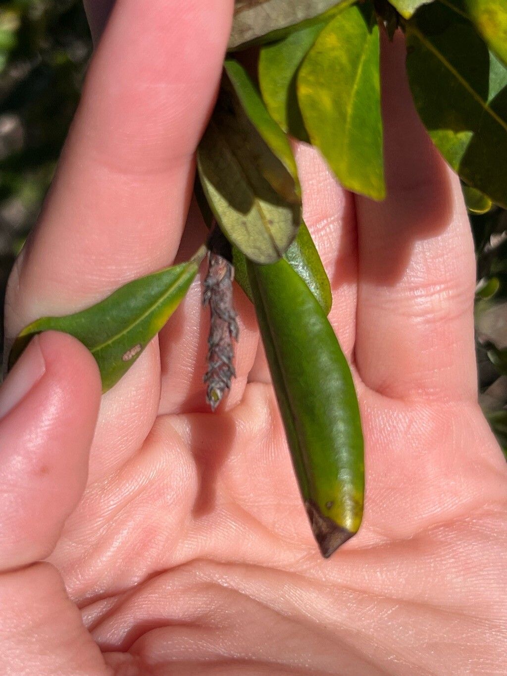 Erythroxylum reticulatum flower