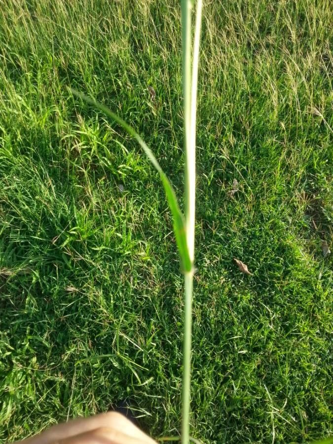 Digitaria eriantha bark