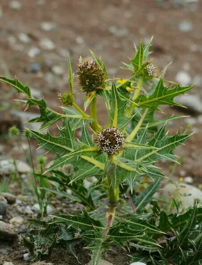 Gundelia tournefortii flower