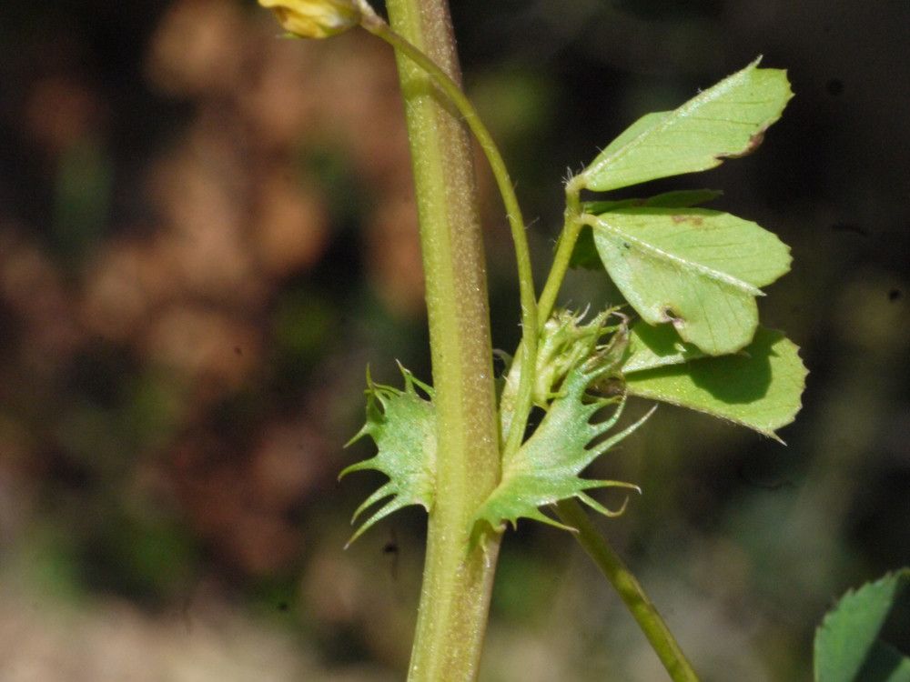 Medicago praecox bark