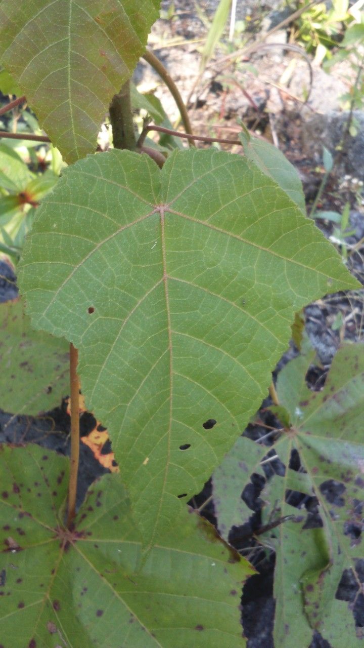 Dombeya condensata — houseplant care guide