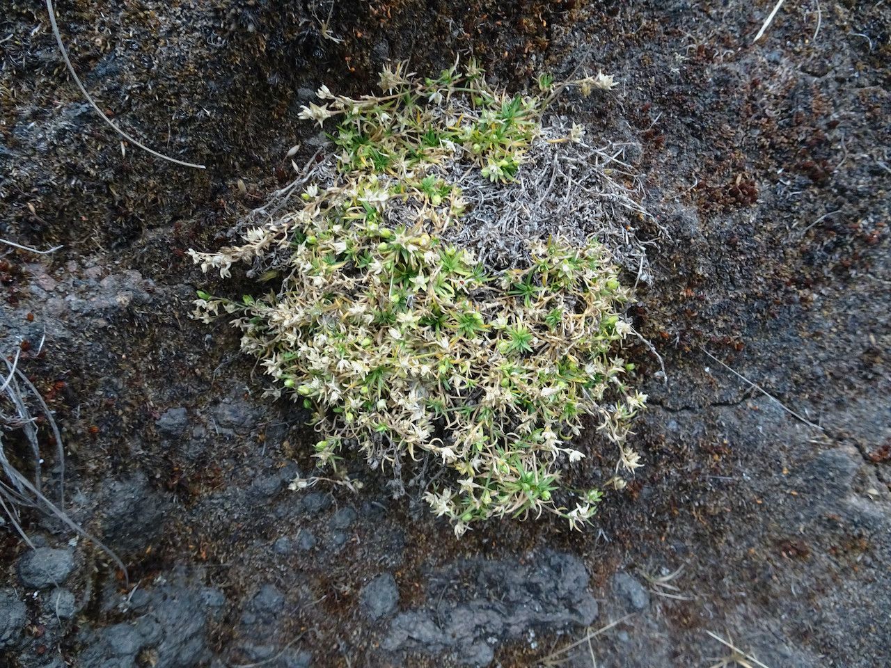 Sagina abyssinica — related species from the same genus