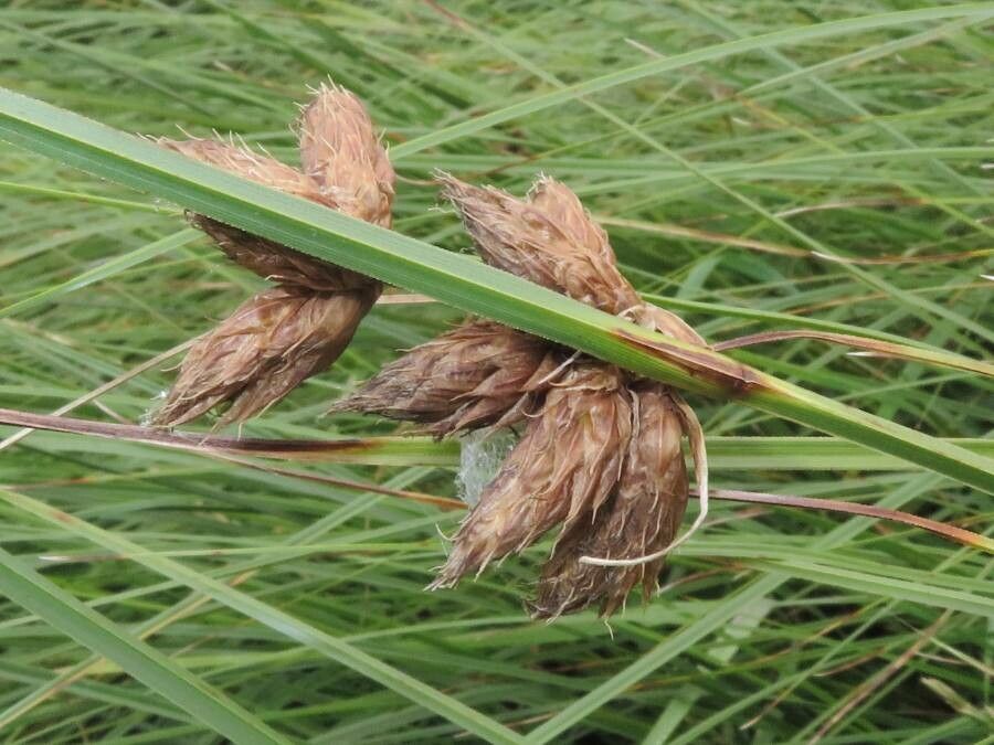 Bolboschoenus maritimus fruit