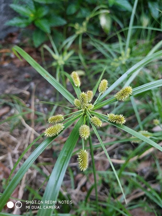 Cyperus alopecuroides flower