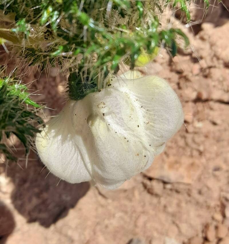Caiophora coronata flower