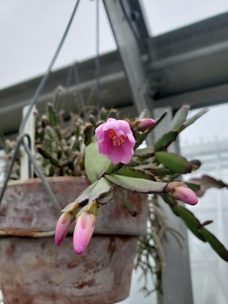 Hatiora rosea flower