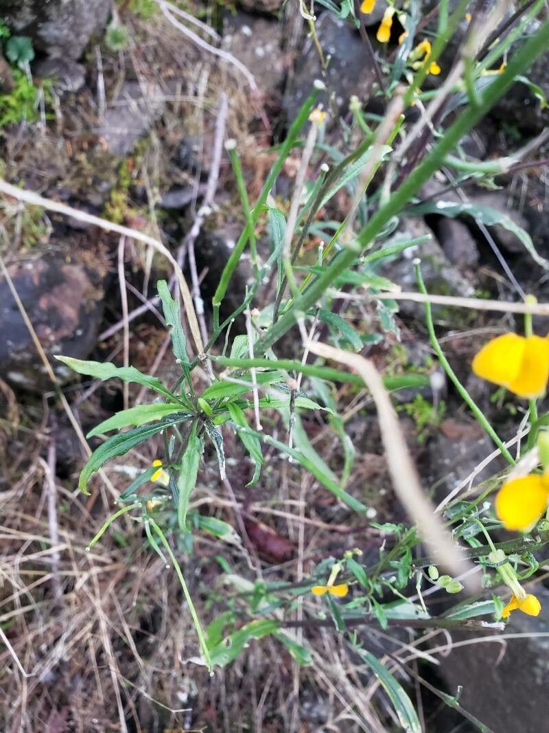Erysimum asperum leaf