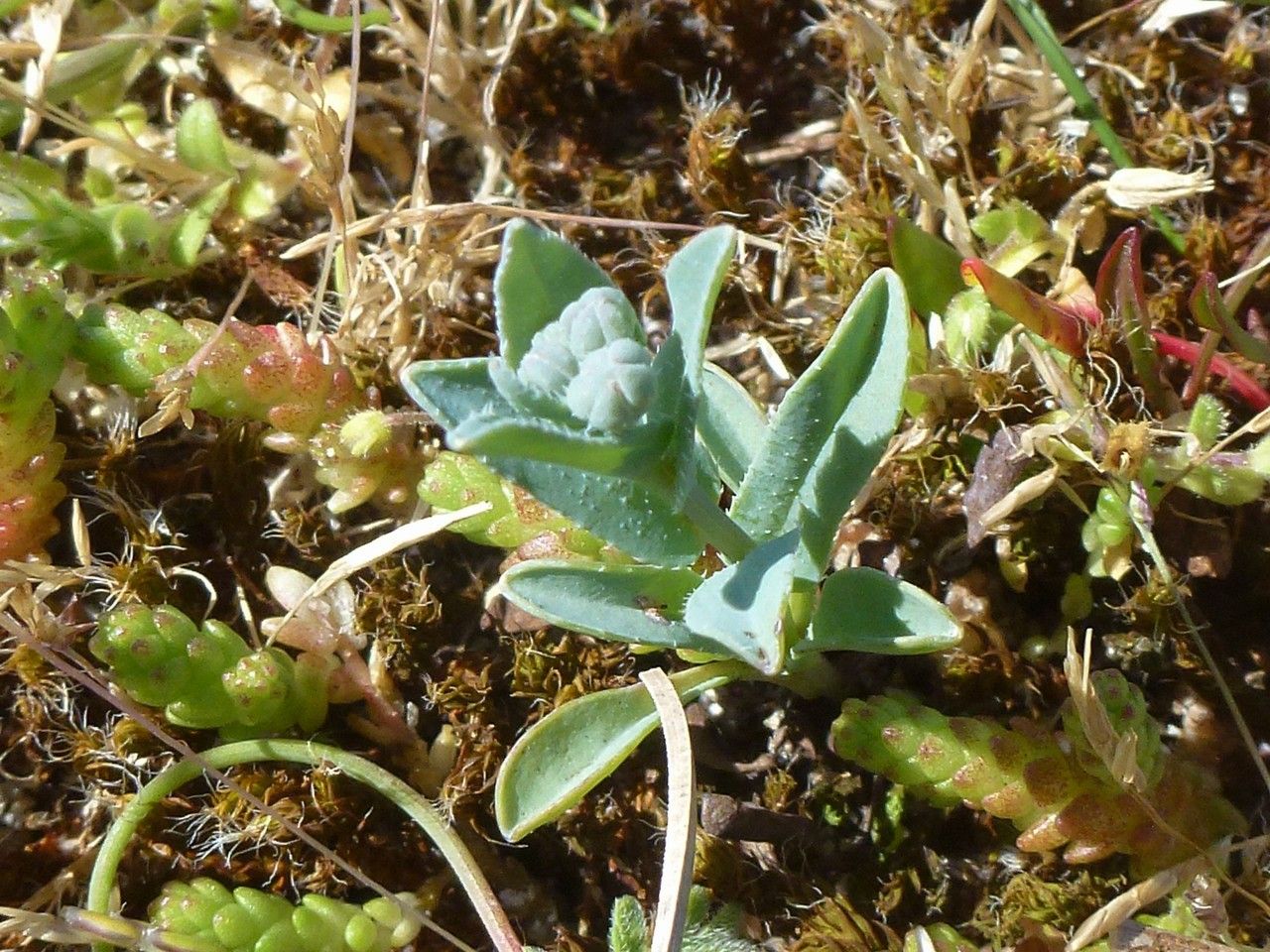 Omphalodes littoralis leaf