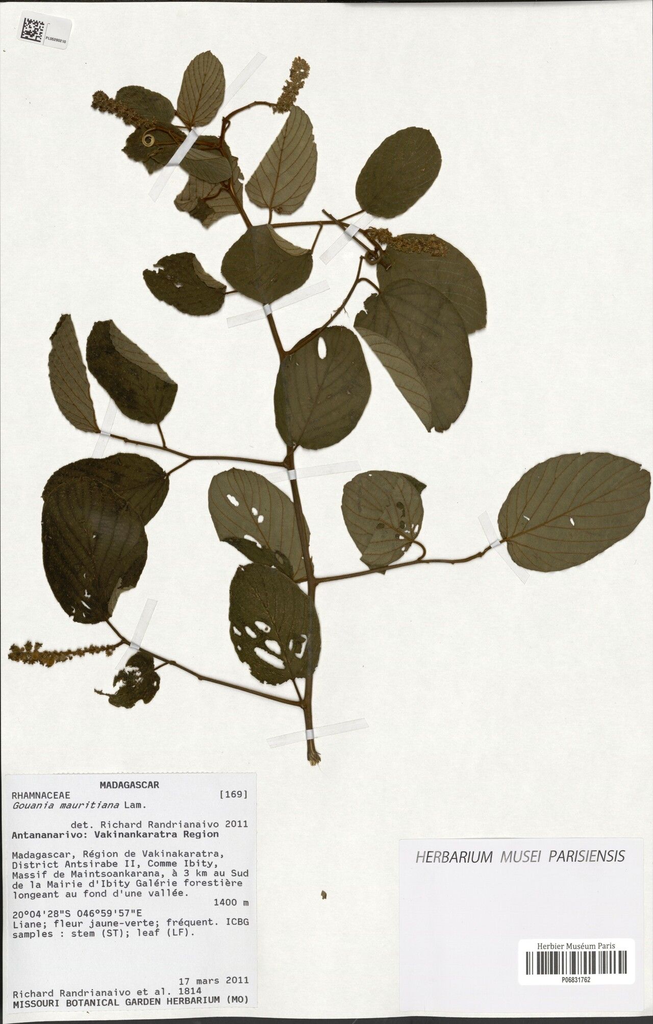 Gouania phillipsonii — search result for 'Gouania'