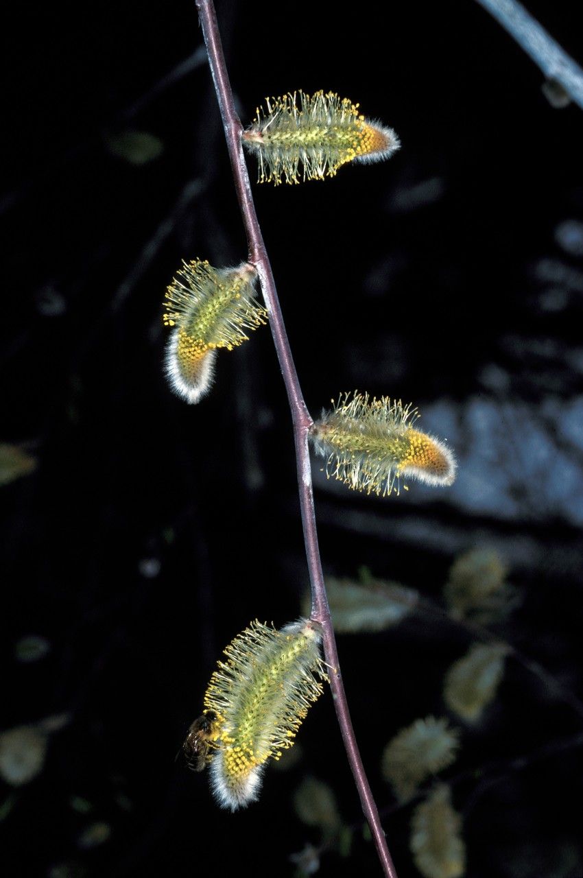 Salix x sericans flower