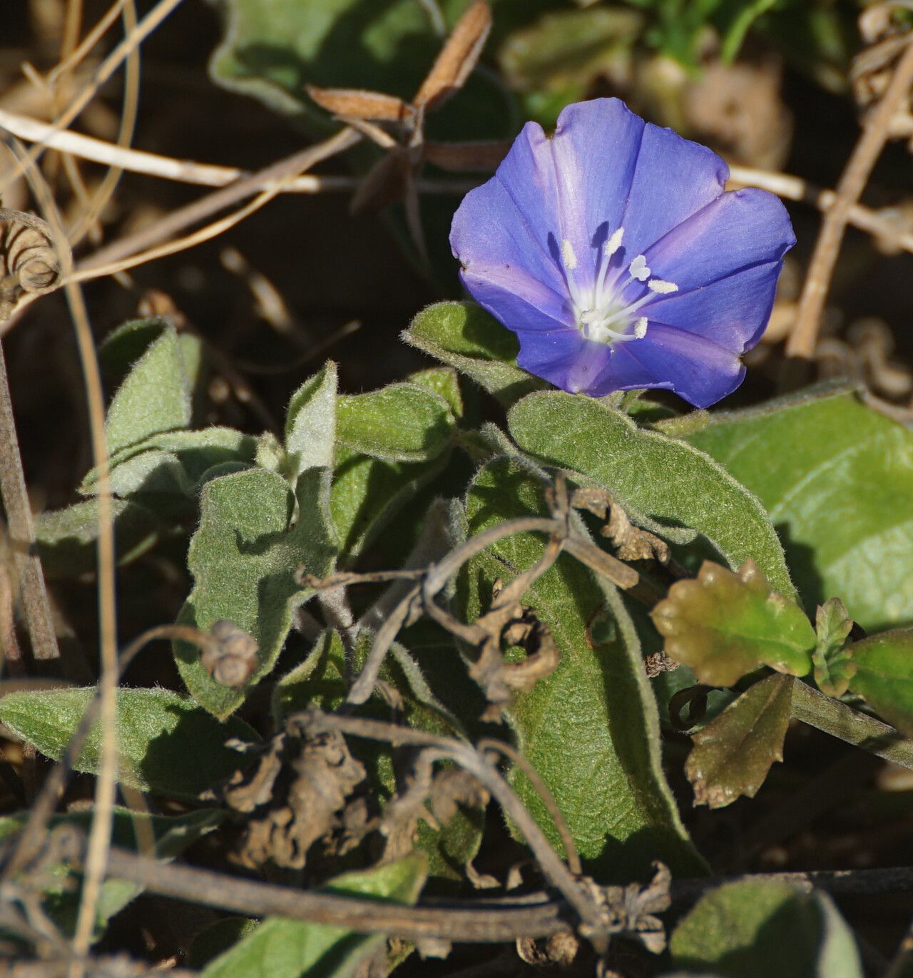 Jacquemontia cumanensis flower