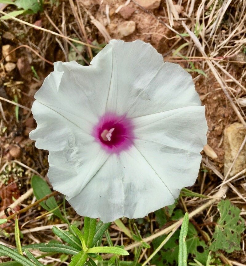 Ipomoea pandurata flower