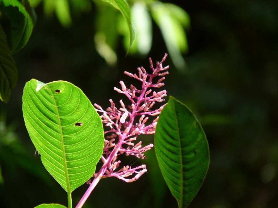 Palicourea macrosepala — houseplant care guide