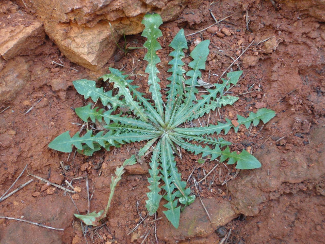 Crepis leontodontoides habit