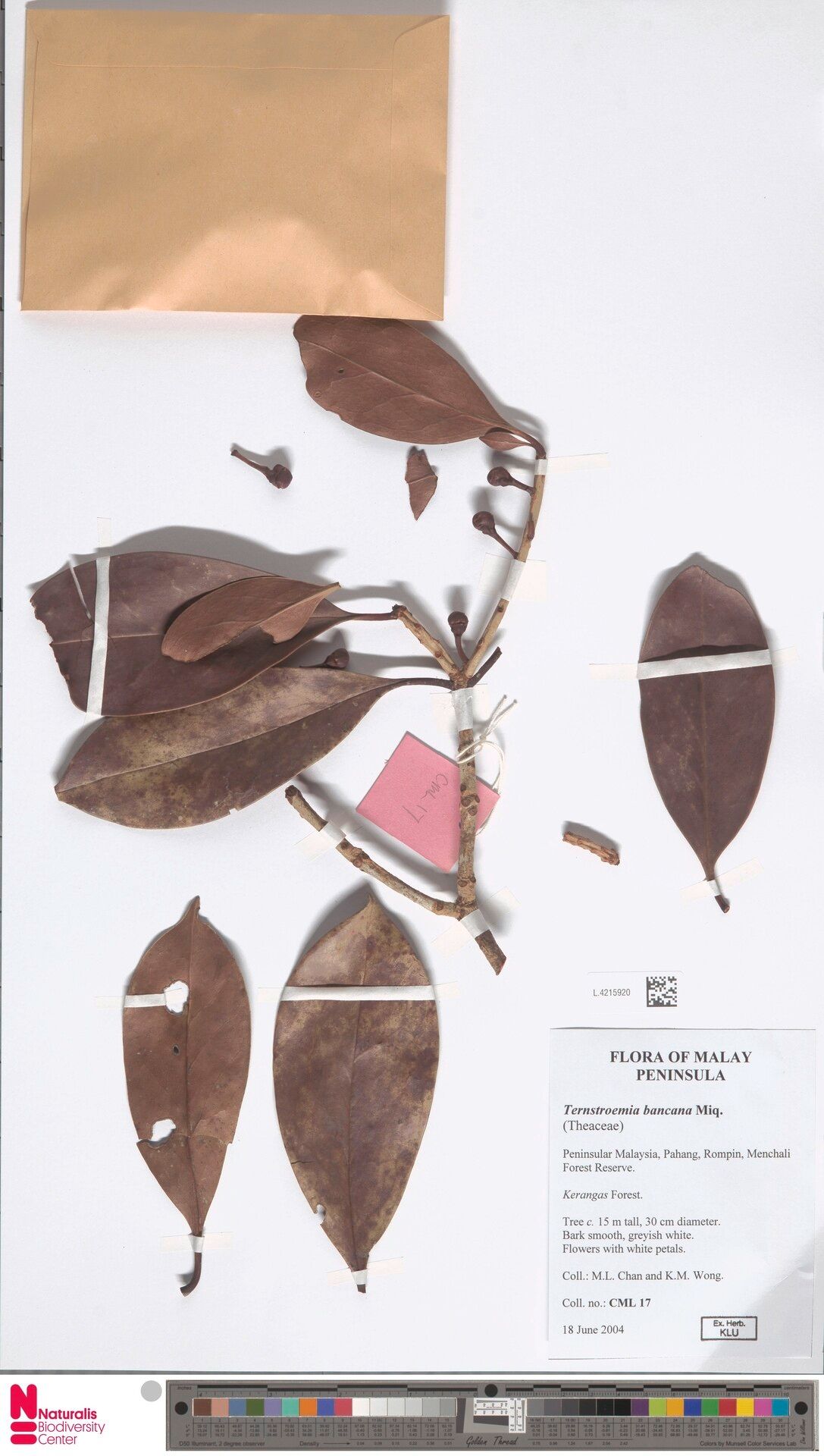 Ternstroemia penangiana — houseplant care guide