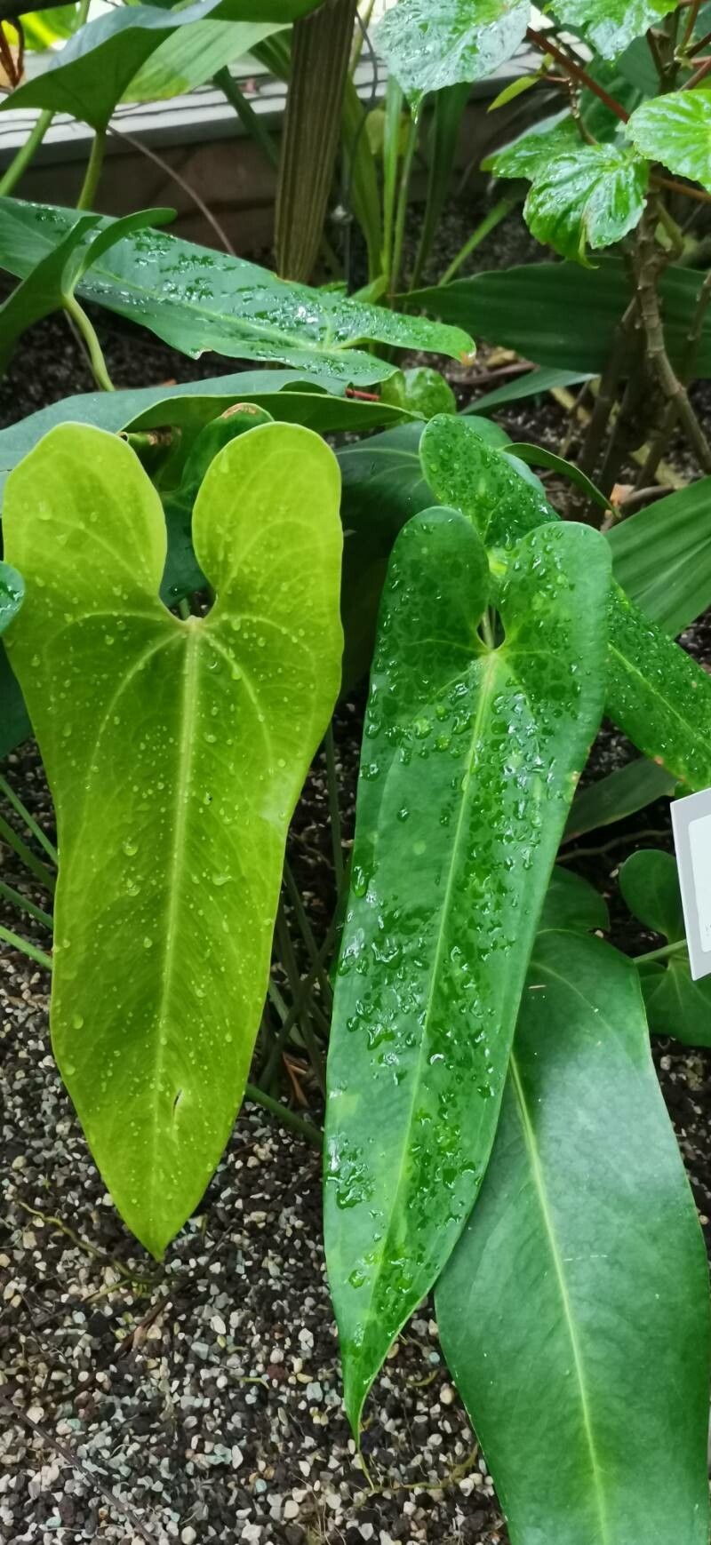 Anthurium verapazense leaf
