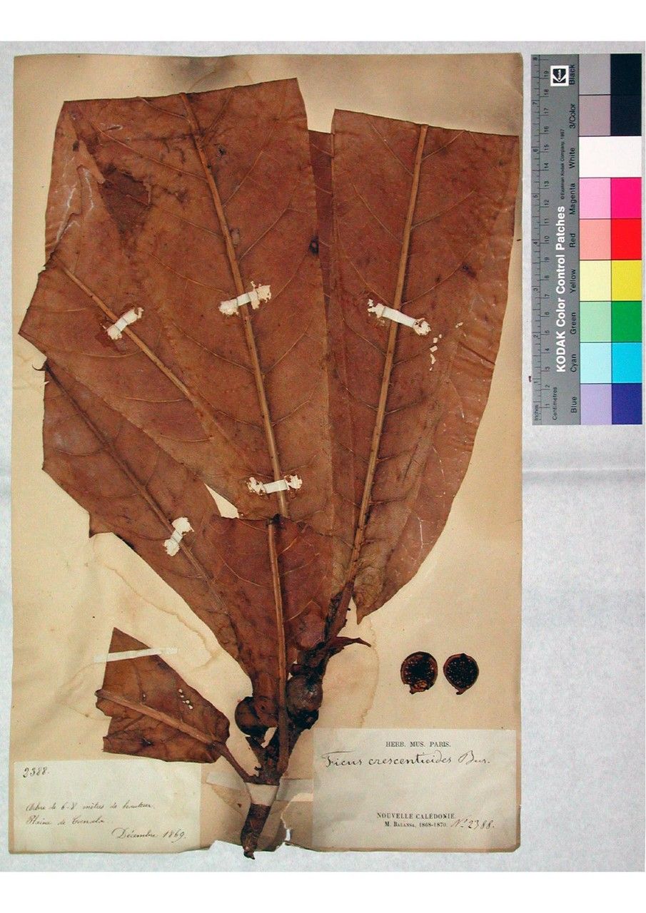 Ficus crescentioides — houseplant care guide