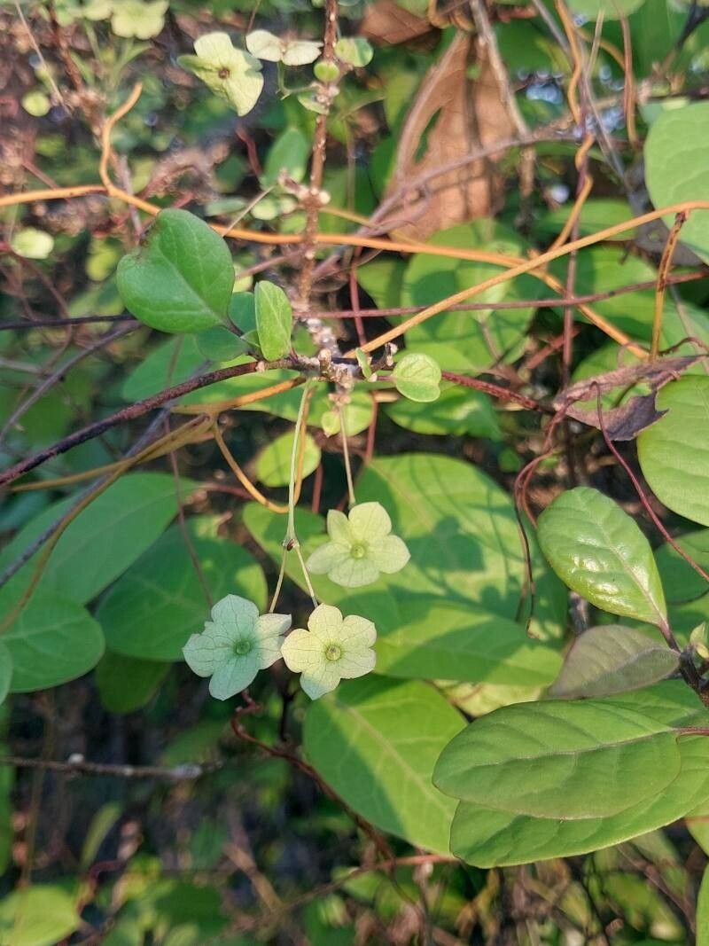 Karomia macrocalyx other