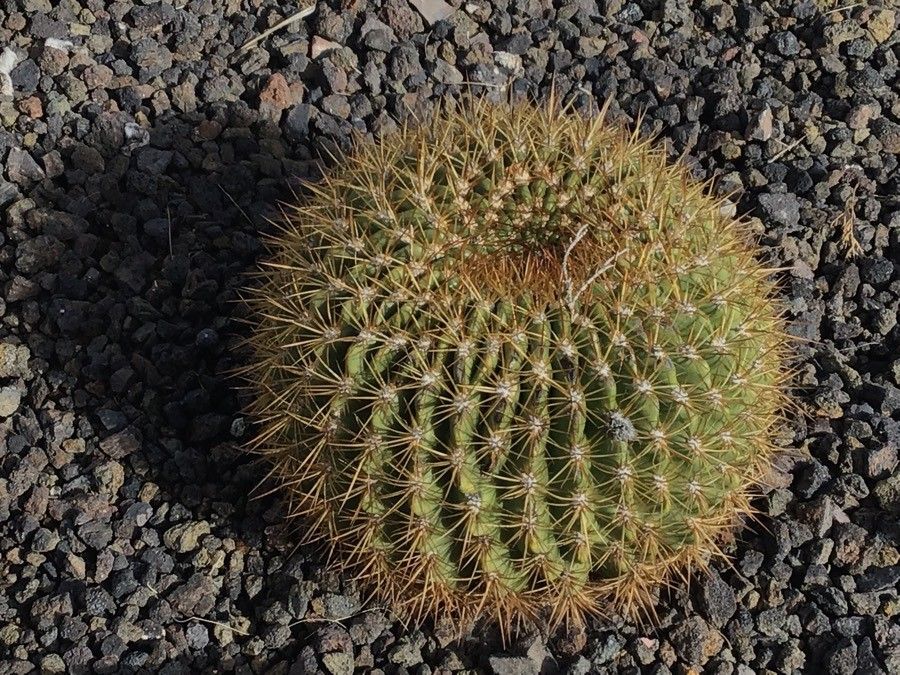 Echinopsis formosa — search result for 'Echinopsis'