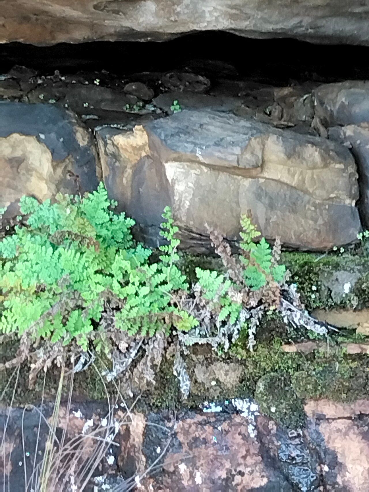 Anemia caffrorum habit