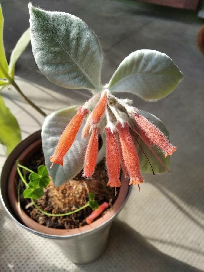 Sinningia leucotricha flower