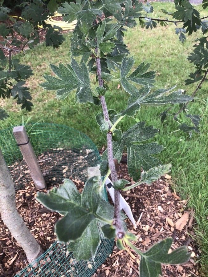 Crataegus orientalis leaf