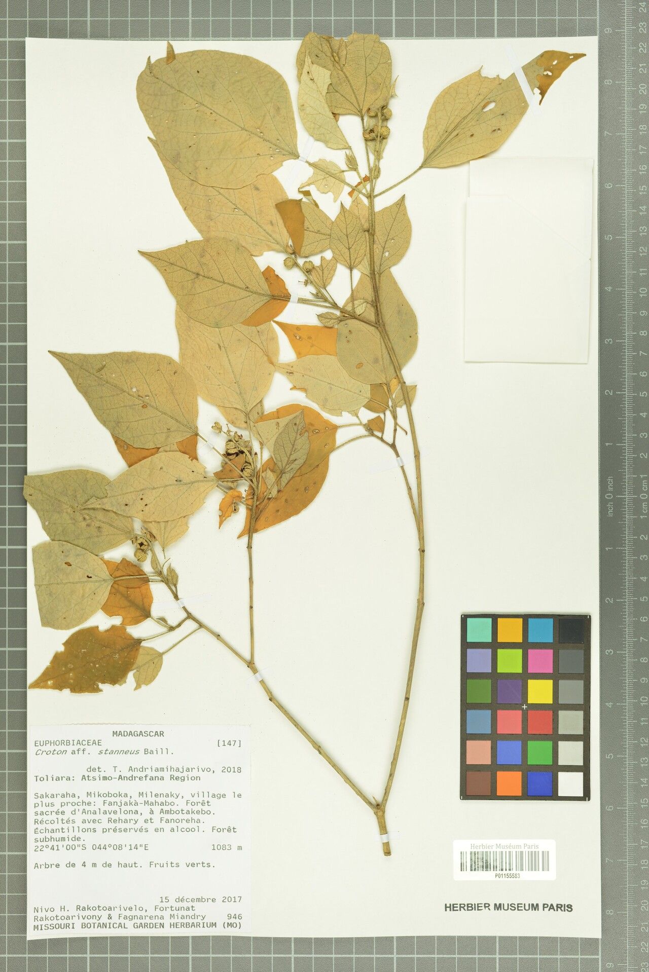 Croton stanneus — houseplant care guide